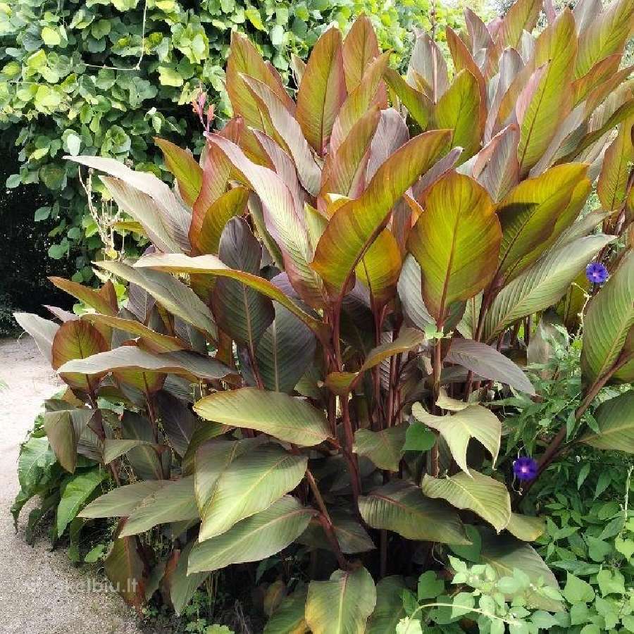 Canna musifolia
