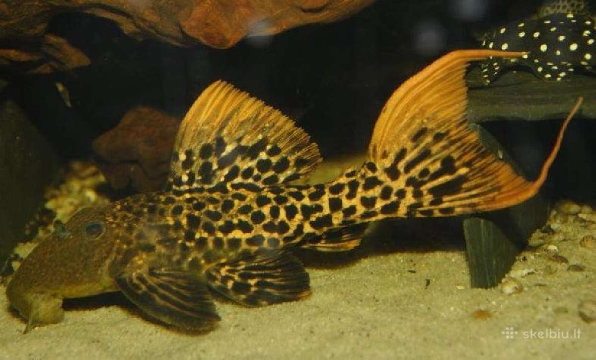 Pleco L014,l018,l024,l081,l097,l134,l240,l273