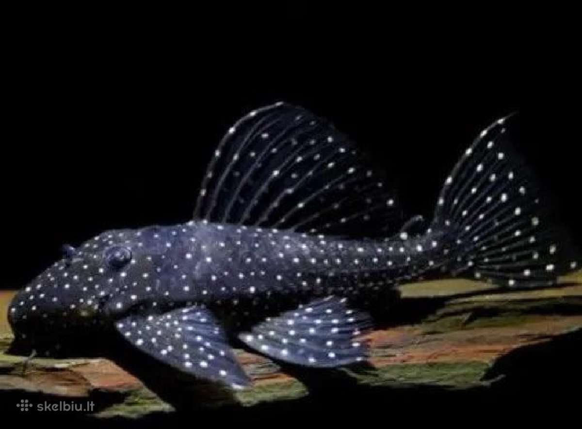 Pleco L014,l018,l024,l081,l097,l134,l240,l273 - nuotraukos Nr. 2