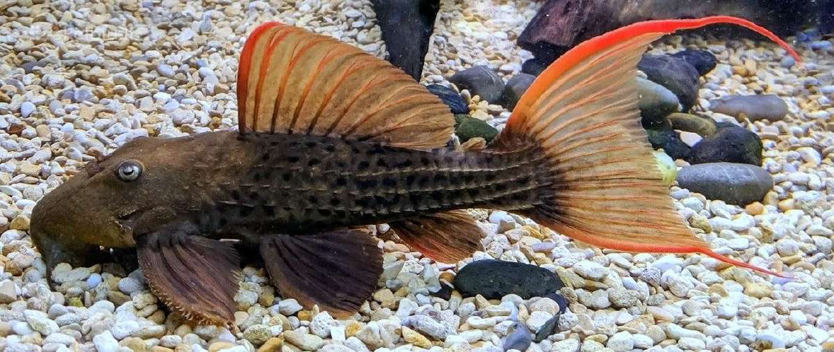 Pleco L014,l018,l024,l081,l097,l134,l240,l273 - nuotraukos Nr. 3