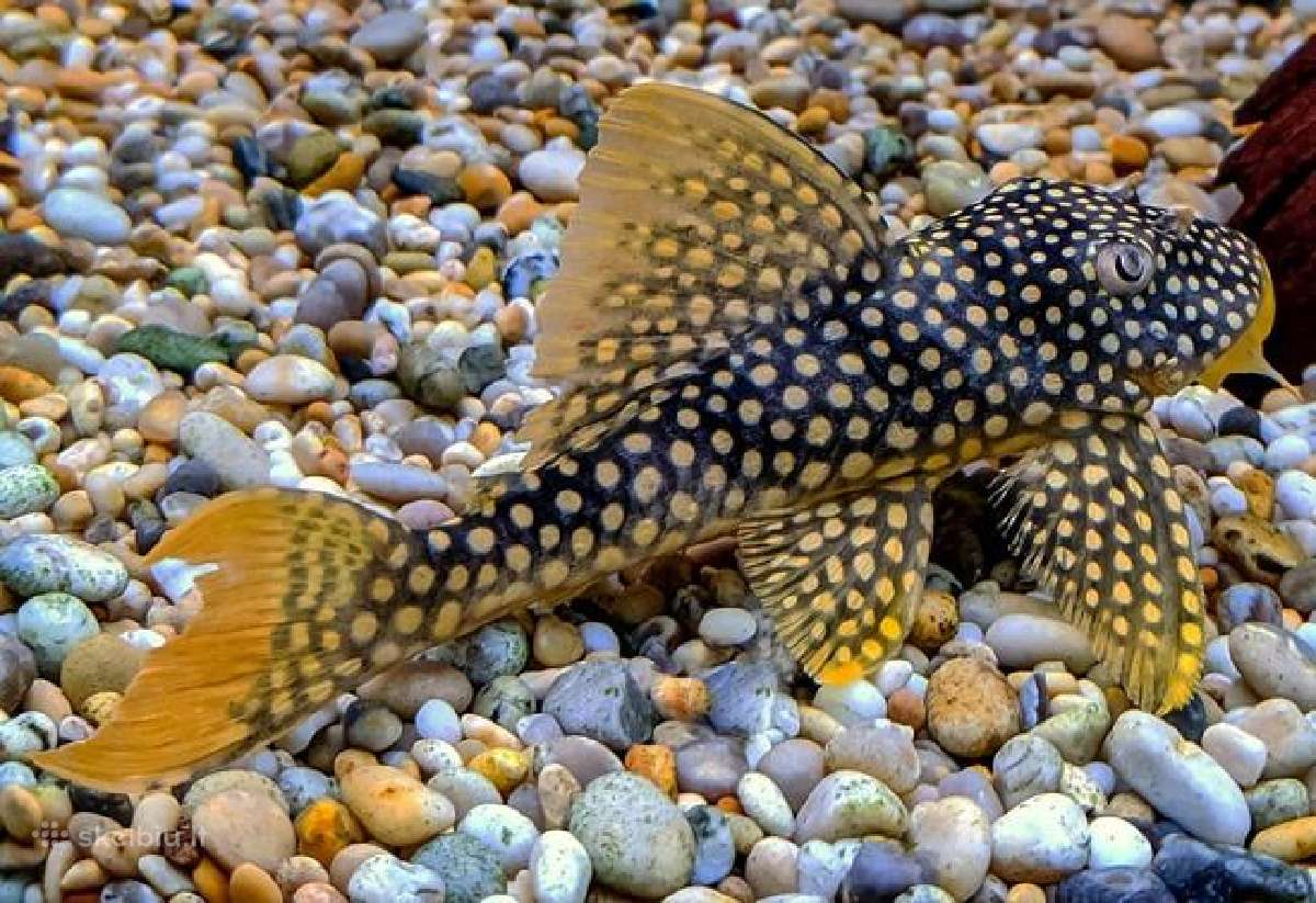 Pleco L014,l018,l024,l081,l097,l134,l240,l273 - nuotraukos Nr. 4