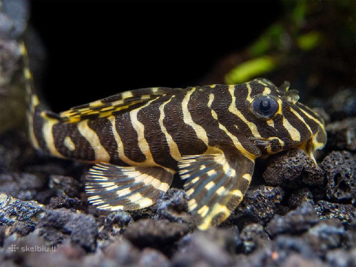Pleco L014,l018,l024,l081,l097,l134,l240,l273 - nuotraukos Nr. 5