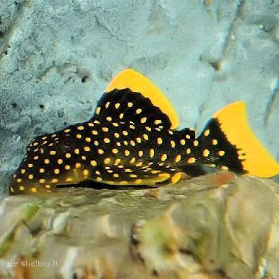 Pleco L014,l018,l024,l081,l097,l134,l240,l273 - nuotraukos Nr. 6