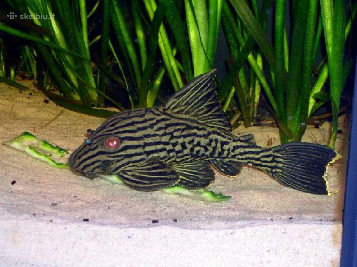 Pleco L014,l018,l024,l081,l097,l134,l240,l273 - nuotraukos Nr. 7