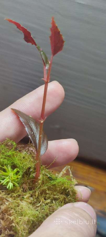 Begonia julau berods type 2 retoka augalas - nuotraukos Nr. 2