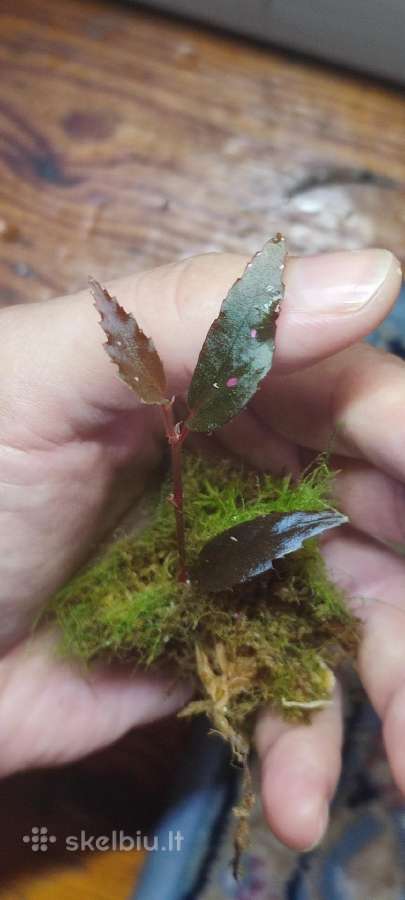 Begonia julau berods type 2 retoka augalas - nuotraukos Nr. 3