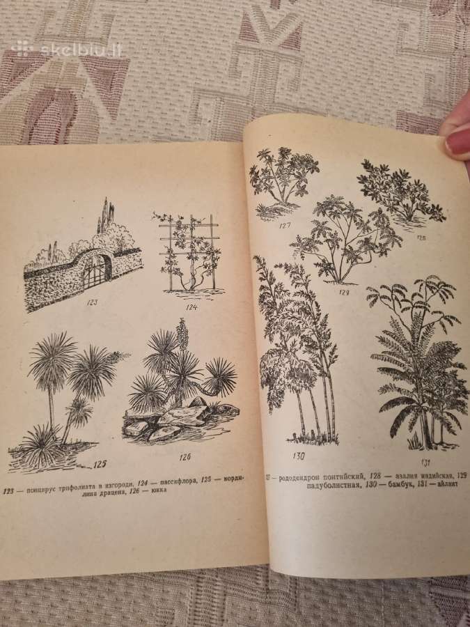 Dendrologija sodininkui - nuotraukos Nr. 5