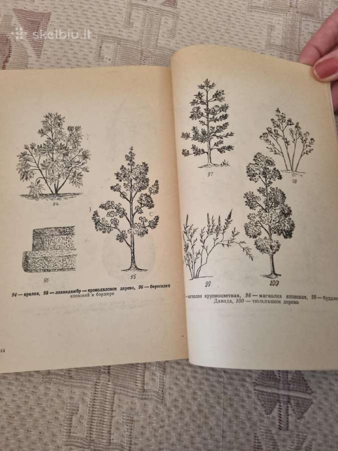 Dendrologija sodininkui - nuotraukos Nr. 6