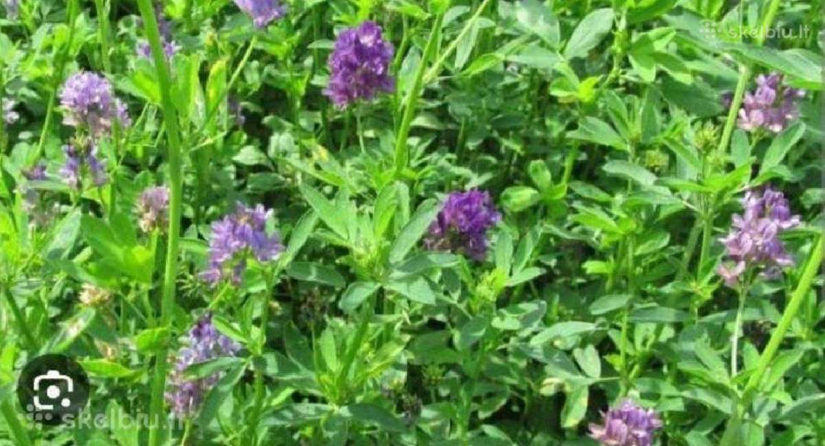 Perkame motiejukus,dobilus,liucerna