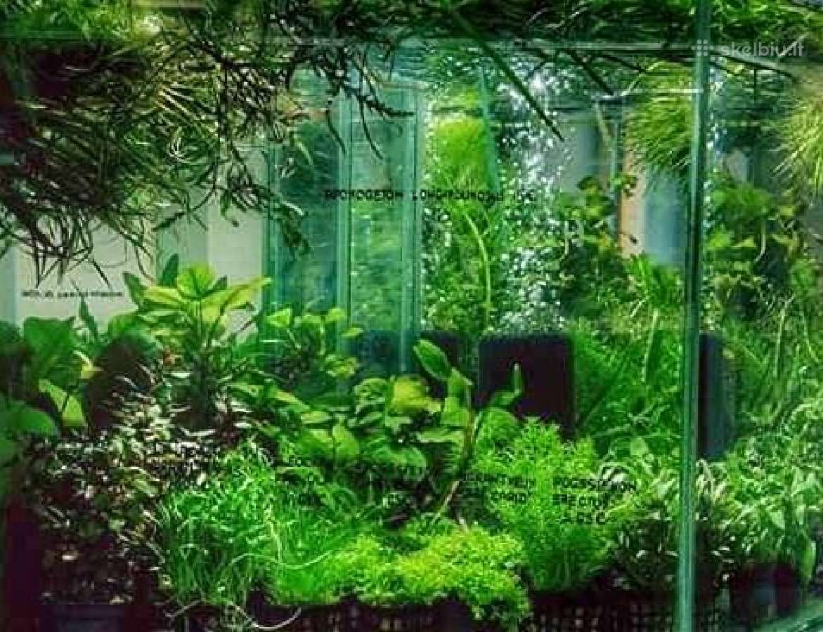 Akvariuminės žuvys, augalai - platus pasirinkimas - nuotraukos Nr. 8
