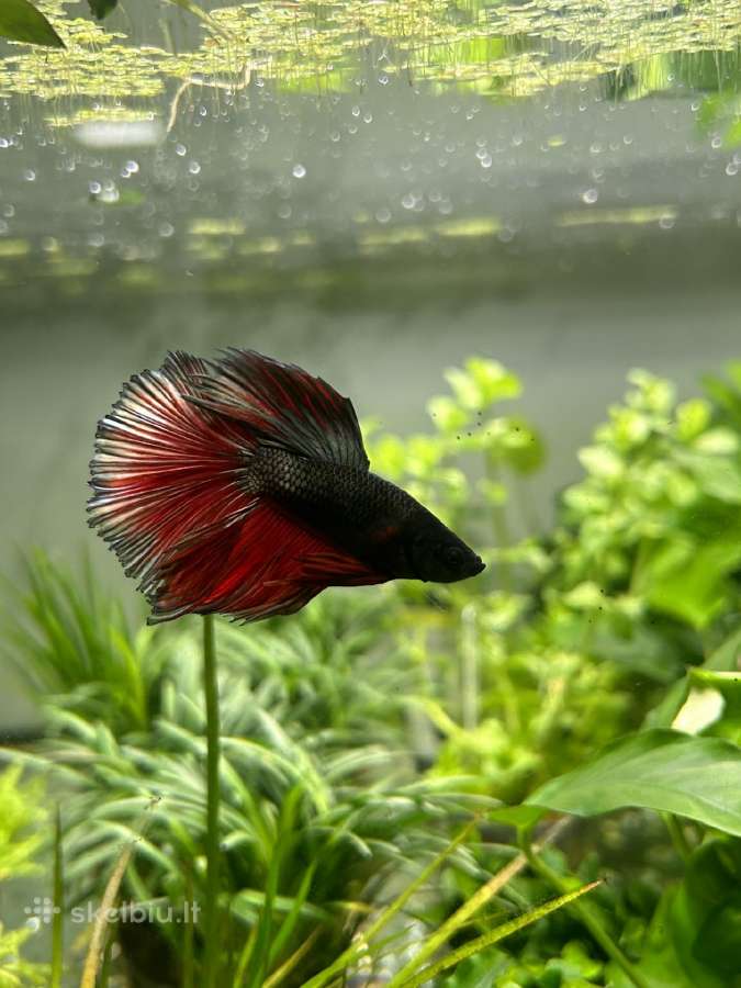 Akvariuminės žuvys, augalai - platus pasirinkimas - nuotraukos Nr. 10