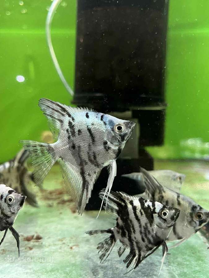 Akvariuminės žuvys, augalai - platus pasirinkimas - nuotraukos Nr. 9