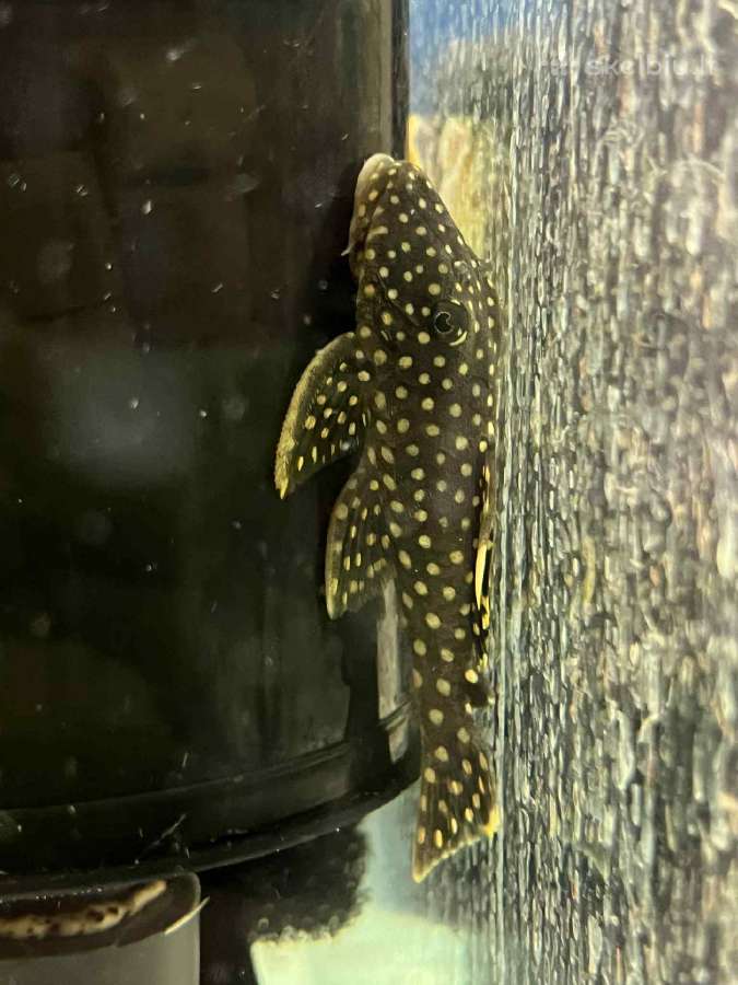 Akvariuminės žuvys, augalai - platus pasirinkimas