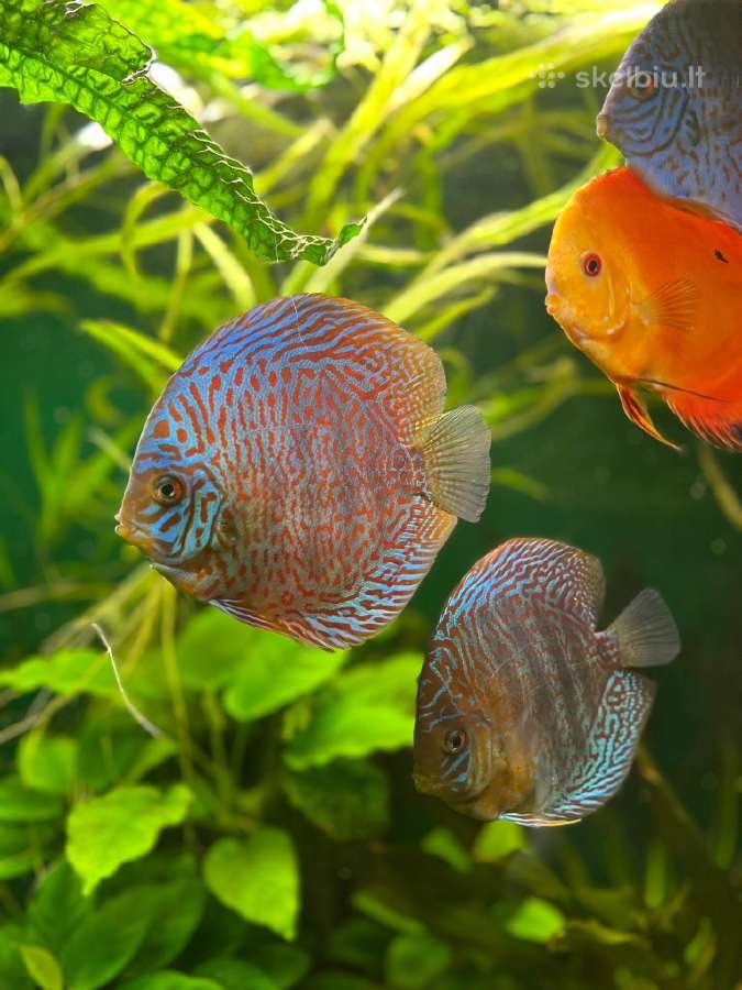 Akvariuminės žuvys, augalai - platus pasirinkimas - nuotraukos Nr. 4