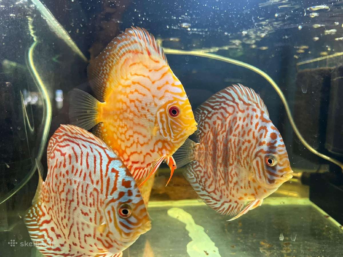 Akvariuminės žuvys, augalai - platus pasirinkimas - nuotraukos Nr. 5
