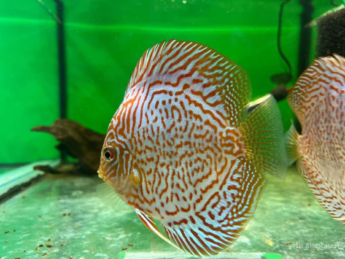 Akvariuminės žuvys, augalai - platus pasirinkimas - nuotraukos Nr. 6