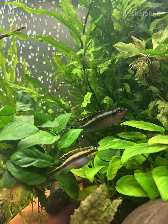 Akvariuminės žuvys, augalai - platus pasirinkimas - nuotraukos Nr. 11