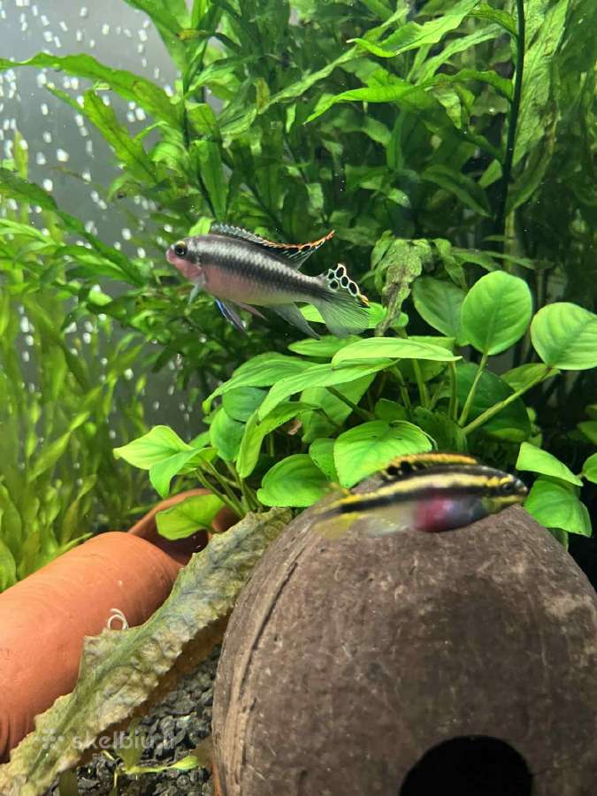 Akvariuminės žuvys, augalai - platus pasirinkimas - nuotraukos Nr. 12
