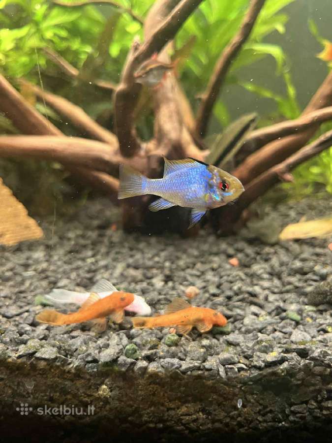 Akvariuminės žuvys, augalai - platus pasirinkimas - nuotraukos Nr. 13