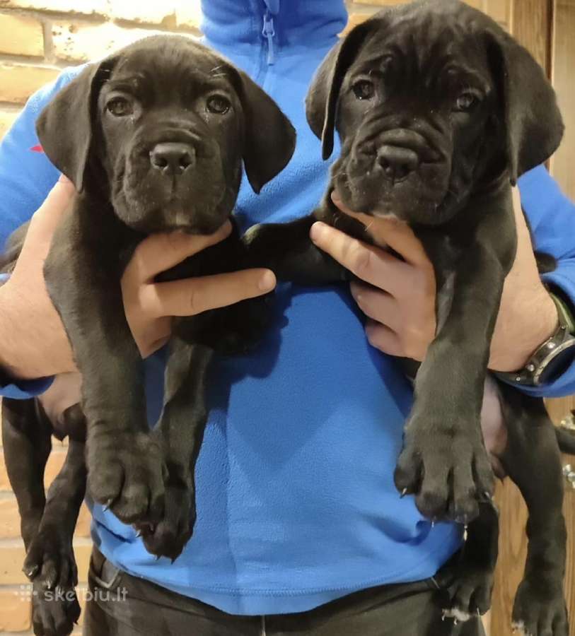 Cane Corso su kilmės dokumentais - nuotraukos Nr. 3