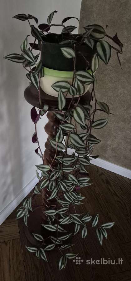 Gėlė