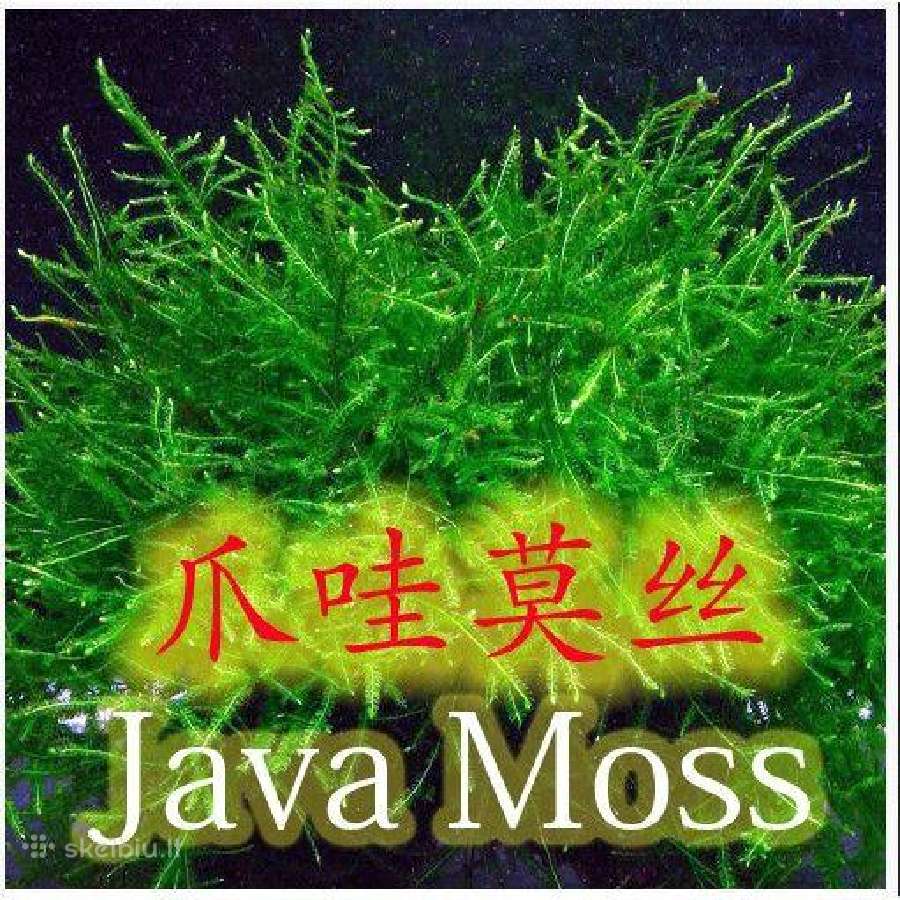 Java samana