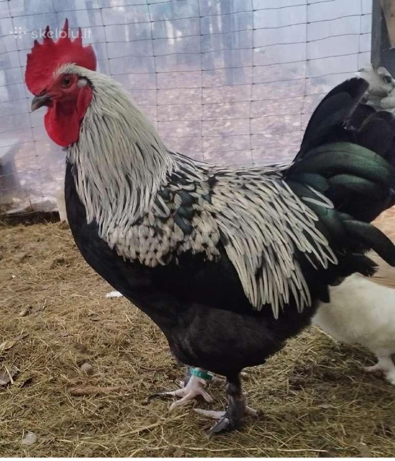 Viščiukai. Parduodu kiaušinius, viščiukus - nuotraukos Nr. 15