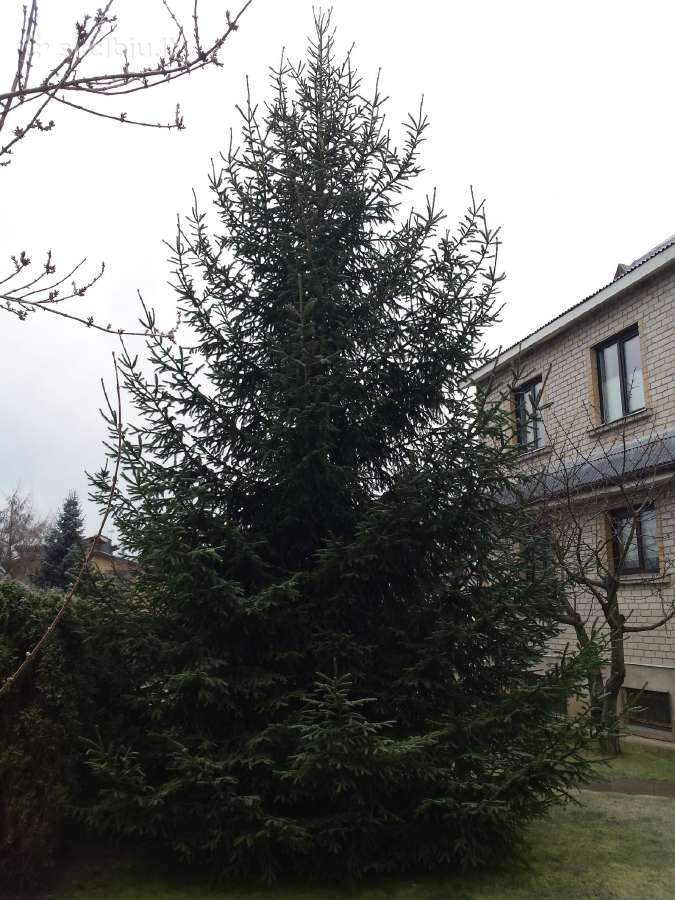 Kalėdinė eglutė