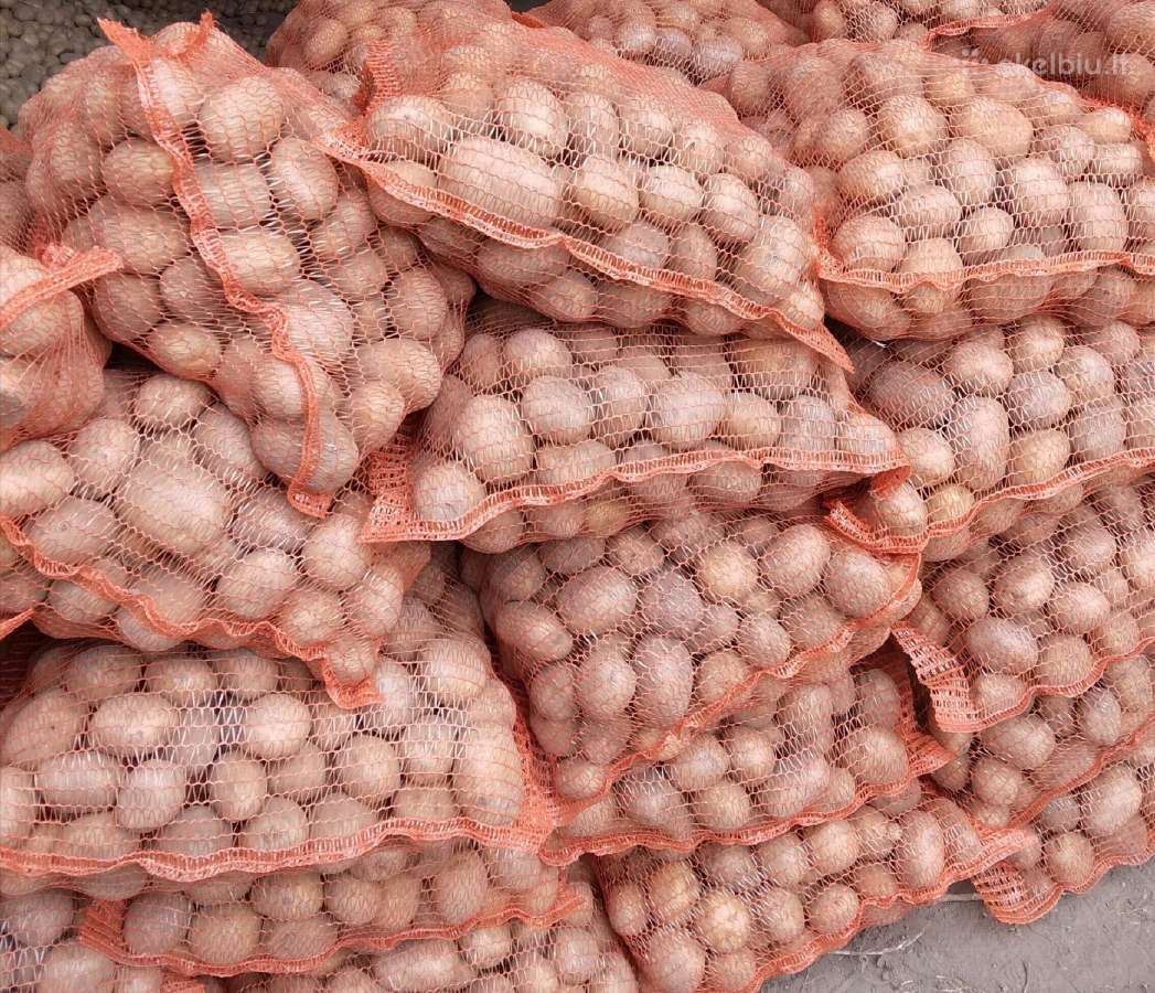 Bulves Marijampole Vilkaviskis pristatau nemokamai - nuotraukos Nr. 17