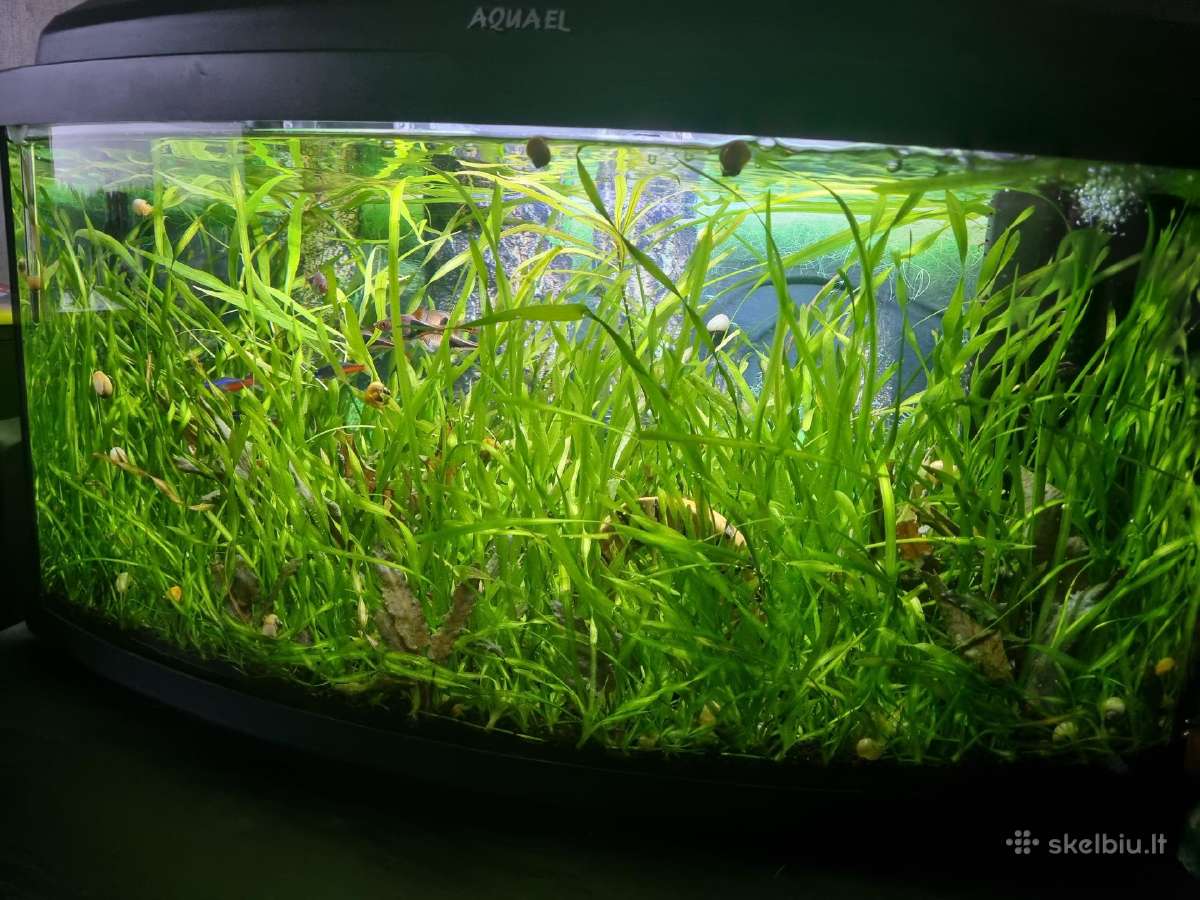 Dovanojami akvariumo augalai - nuotraukos Nr. 2