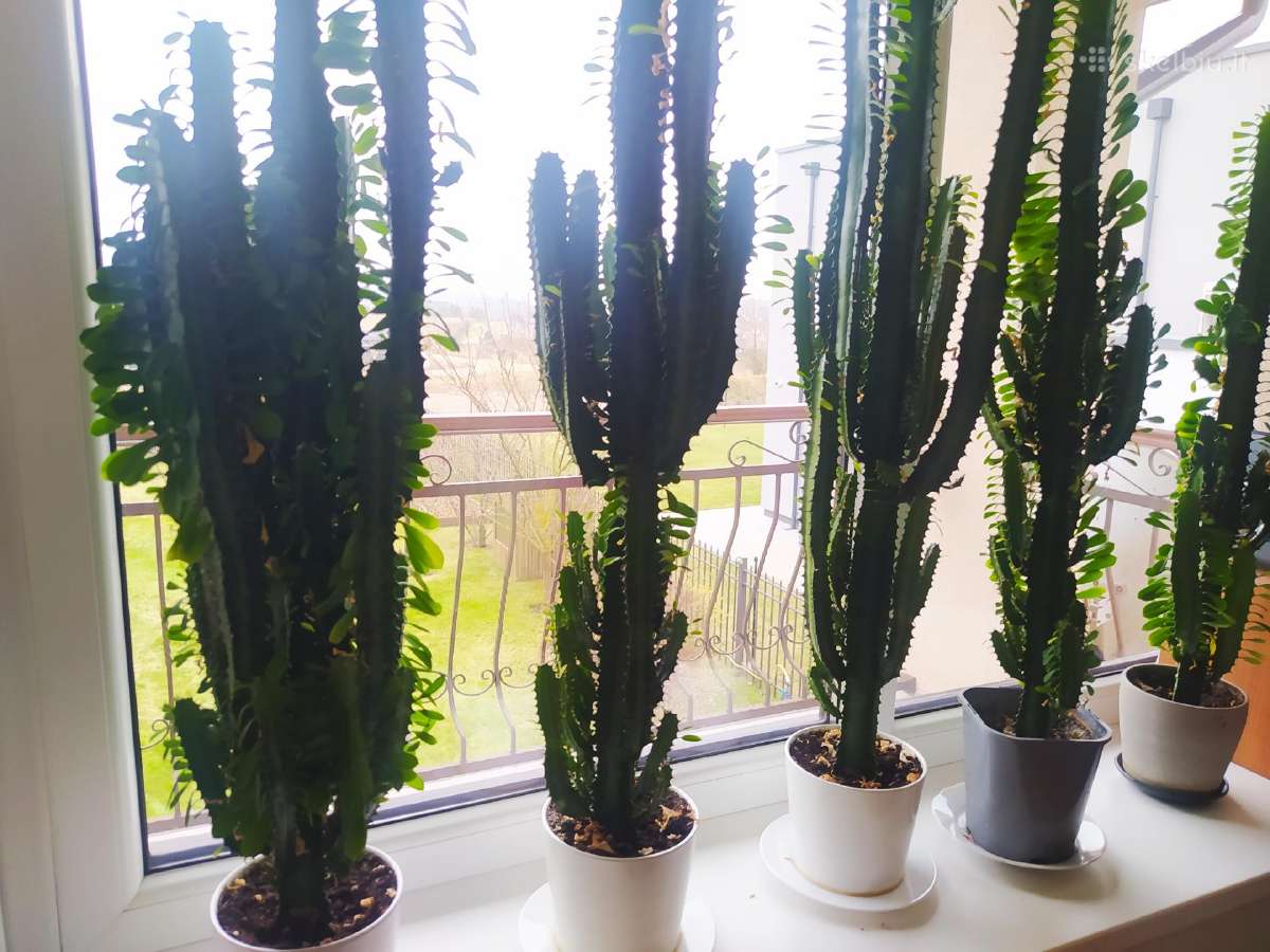 Euphorbia trigona afrikinė pienė - nuotraukos Nr. 2