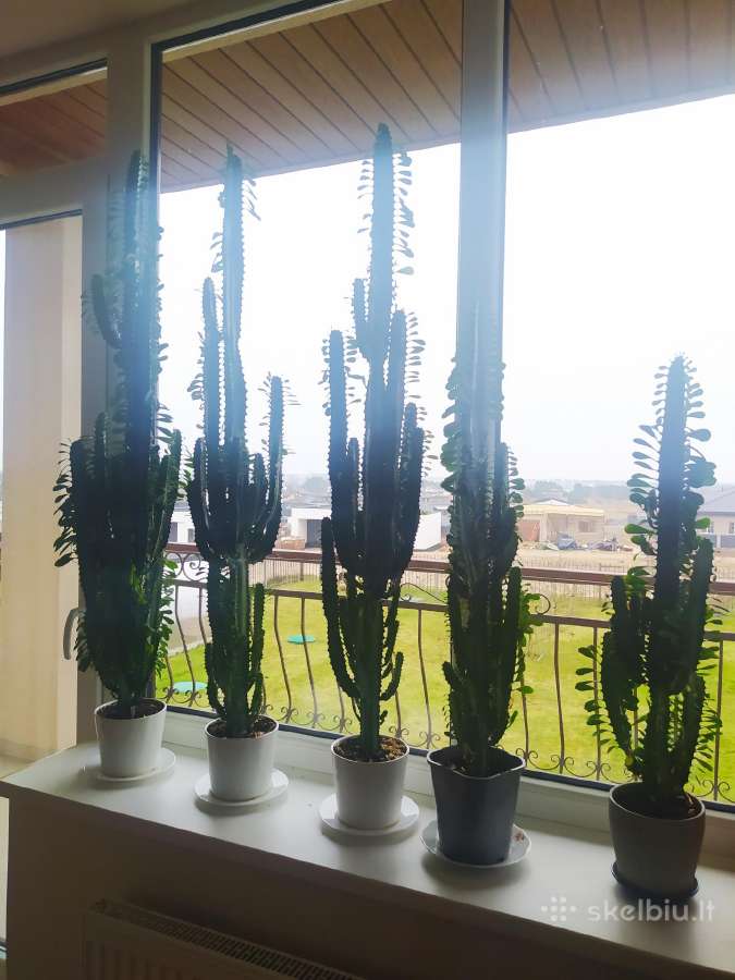 Euphorbia trigona afrikinė pienė