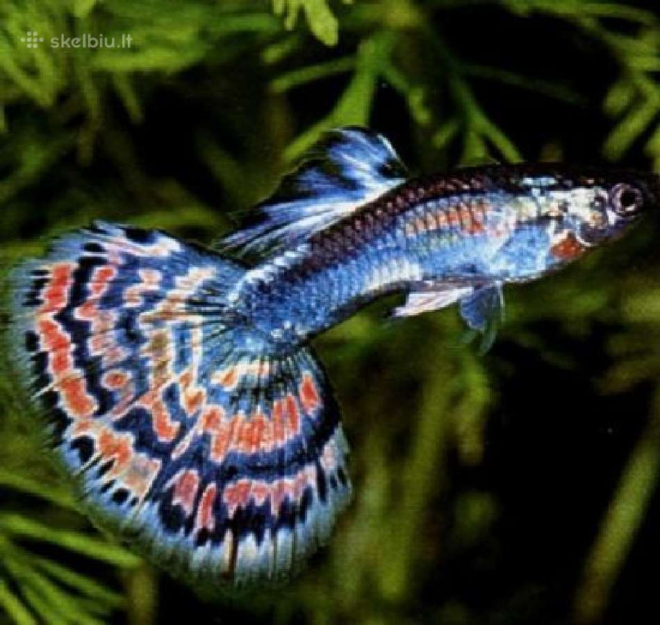 Akvariumų žuvytės, šaldytas ir sausas žuvų pašaras - nuotraukos Nr. 2