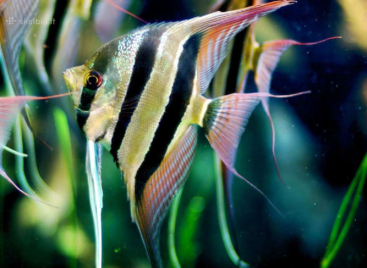 Akvariumų žuvytės, šaldytas ir sausas žuvų pašaras - nuotraukos Nr. 5