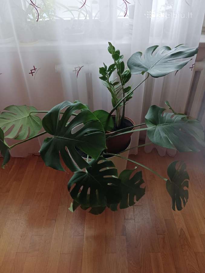 Monsera deleciosa