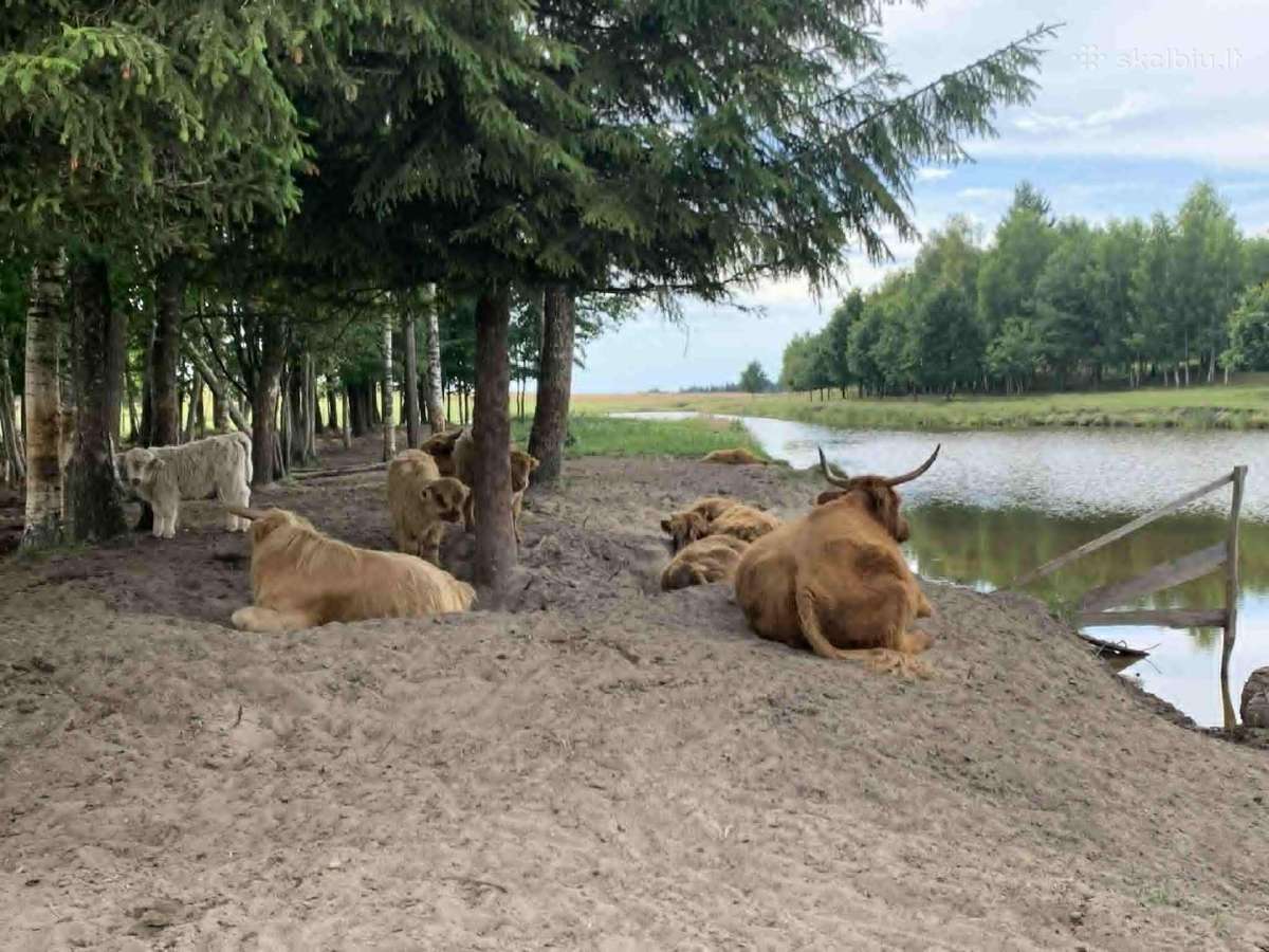 Hailendų veislės karvės, buliukai ir telyčios - nuotraukos Nr. 7
