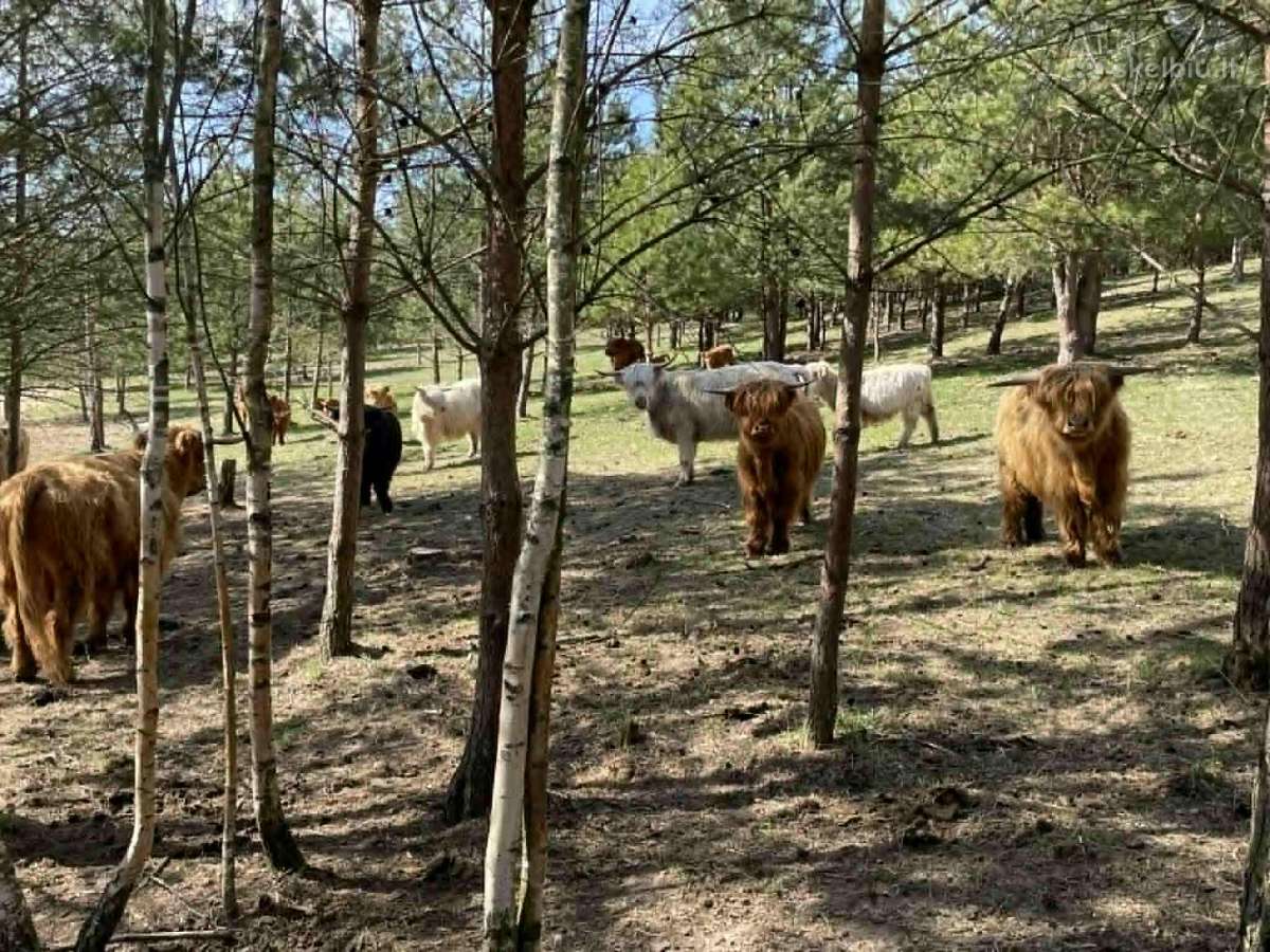 Hailendų veislės karvės, buliukai ir telyčios - nuotraukos Nr. 8