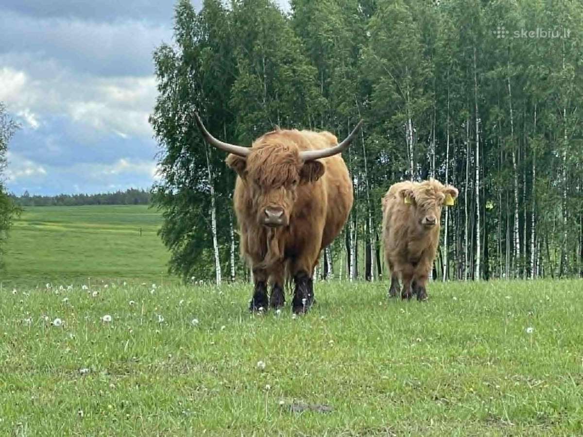 Hailendų veislės karvės, buliukai ir telyčios - nuotraukos Nr. 9