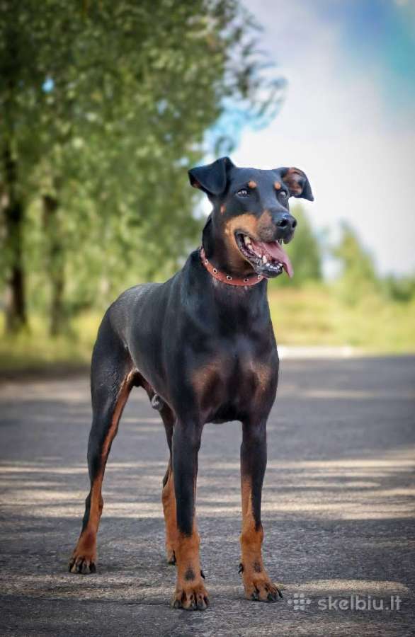 Dovanojamas Dobermanas