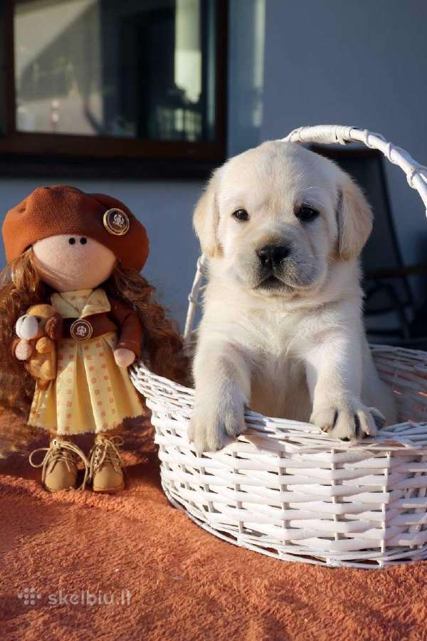 Kilmingi Labradoro retriverių veislės šuniukai - nuotraukos Nr. 9