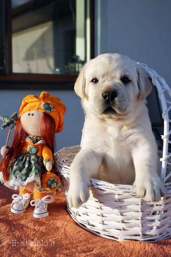 Kilmingi Labradoro retriverių veislės šuniukai - nuotraukos Nr. 11