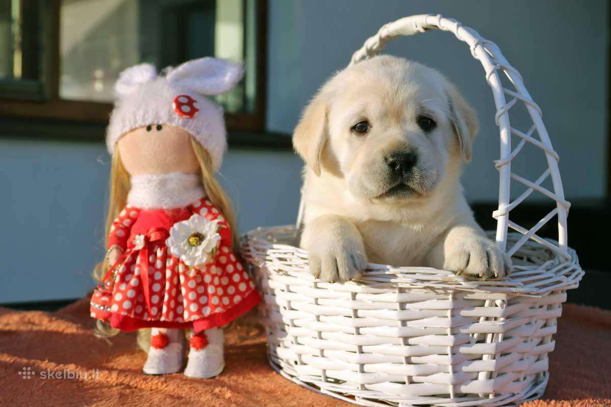 Kilmingi Labradoro retriverių veislės šuniukai - nuotraukos Nr. 18