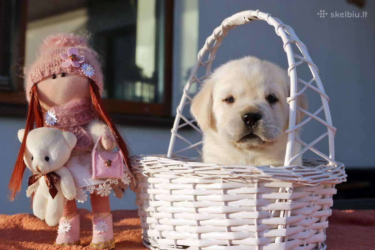 Kilmingi Labradoro retriverių veislės šuniukai - nuotraukos Nr. 22