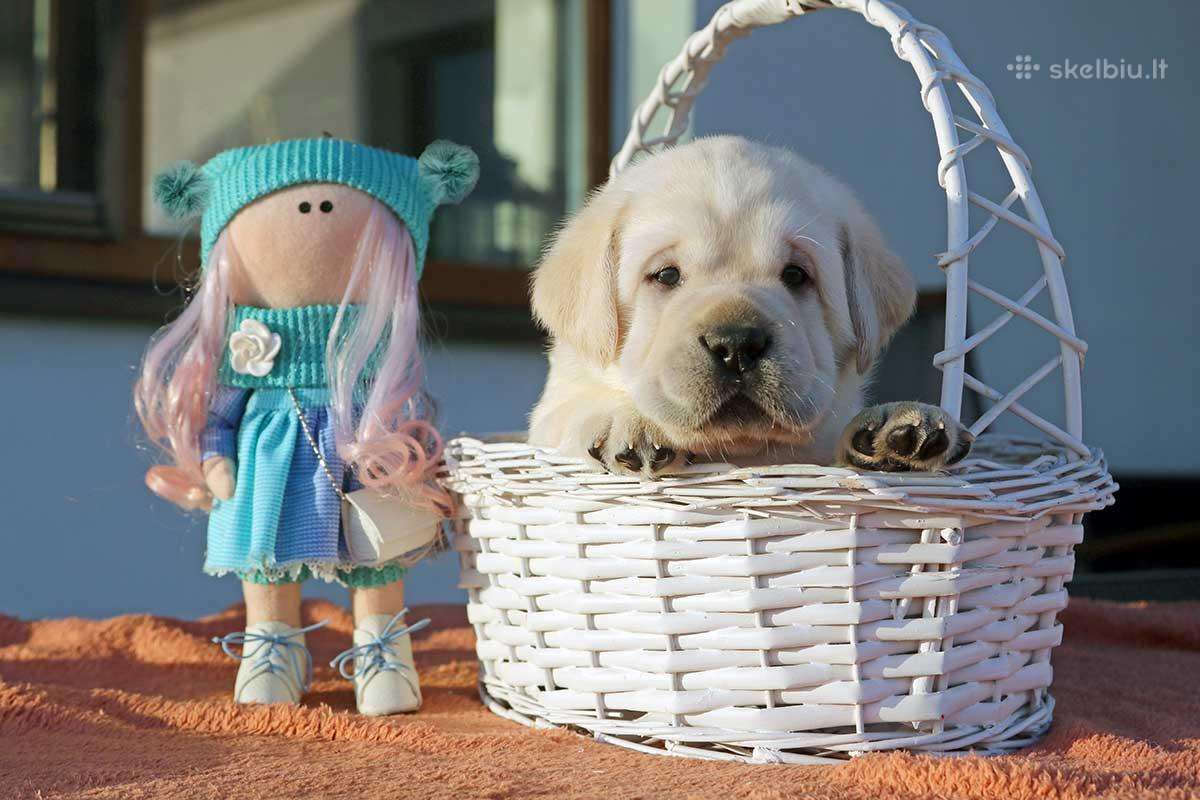 Kilmingi Labradoro retriverių veislės šuniukai - nuotraukos Nr. 5