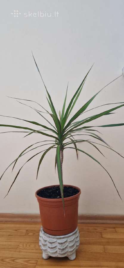 Graži 80 cm dracena