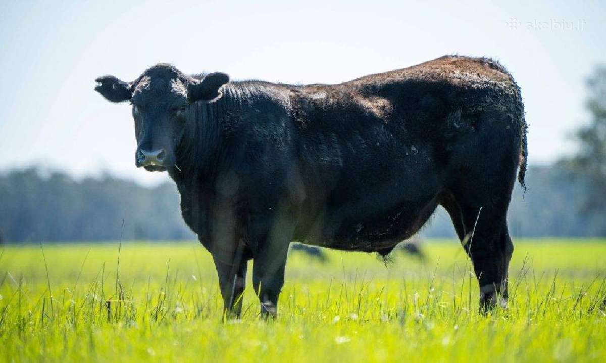 Perku galvijus, bulius, telyčias - nuotraukos Nr. 3