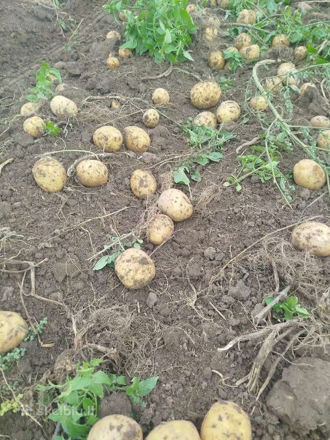 Maistinės ir pašarinės bulvės