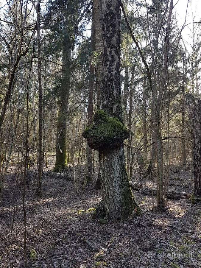 Perka miska Ringaudu, Alsenu, Zapyskio sen. Kaunas - nuotraukos Nr. 17