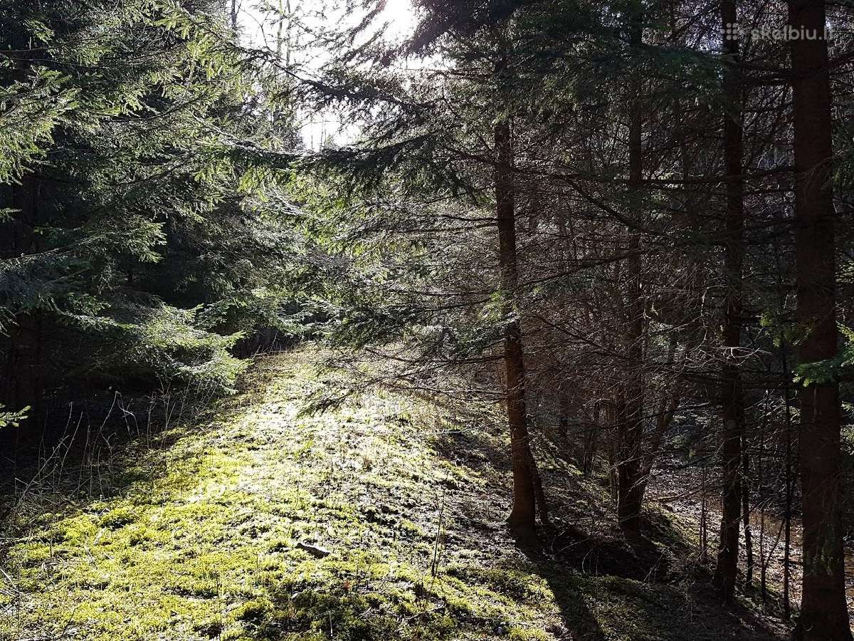 Perka miska Ringaudu, Alsenu, Zapyskio sen. Kaunas - nuotraukos Nr. 18