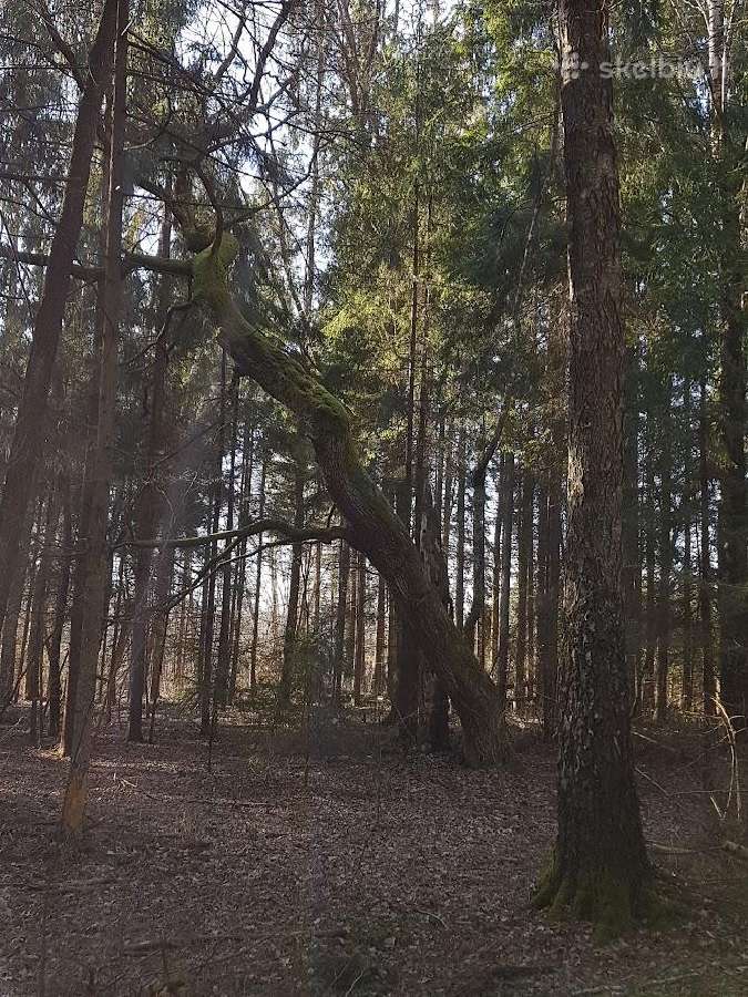 Perka miska Ringaudu, Alsenu, Zapyskio sen. Kaunas - nuotraukos Nr. 20